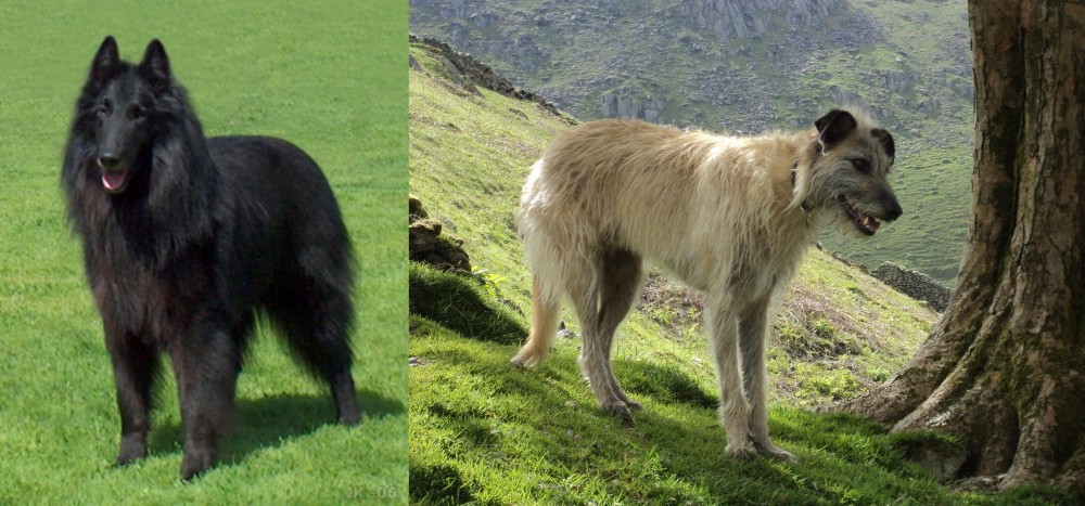 Lurcher vs Belgian Shepherd Dog (Groenendael) - Breed Comparison