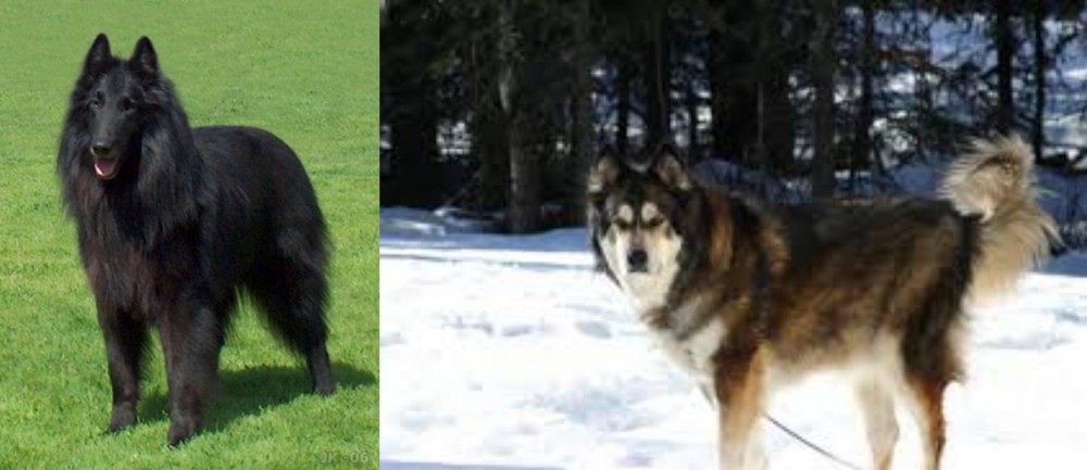 Mackenzie River Husky vs Belgian Shepherd Dog (Groenendael) - Breed Comparison
