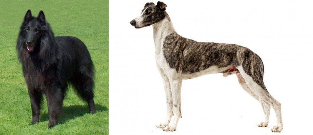 Magyar Agar vs Belgian Shepherd Dog (Groenendael) - Breed Comparison