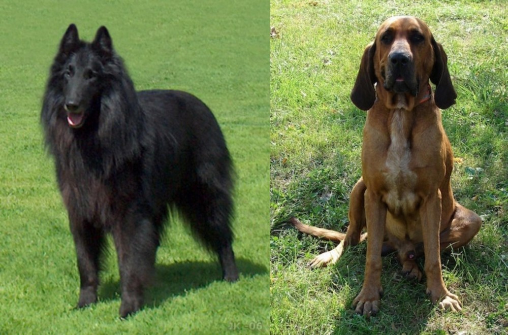 Majestic Tree Hound vs Belgian Shepherd Dog (Groenendael) - Breed Comparison