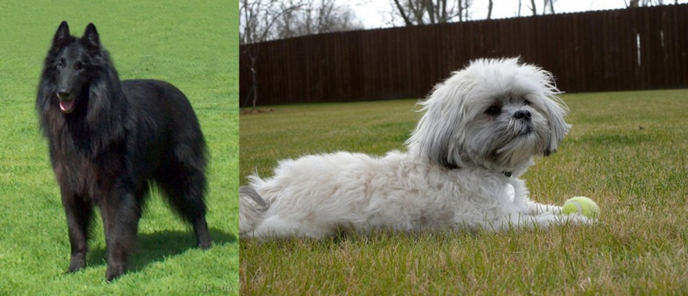 Mal-Shi vs Belgian Shepherd Dog (Groenendael) - Breed Comparison