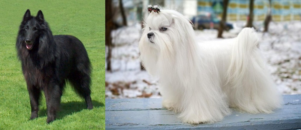 Maltese vs Belgian Shepherd Dog (Groenendael) - Breed Comparison