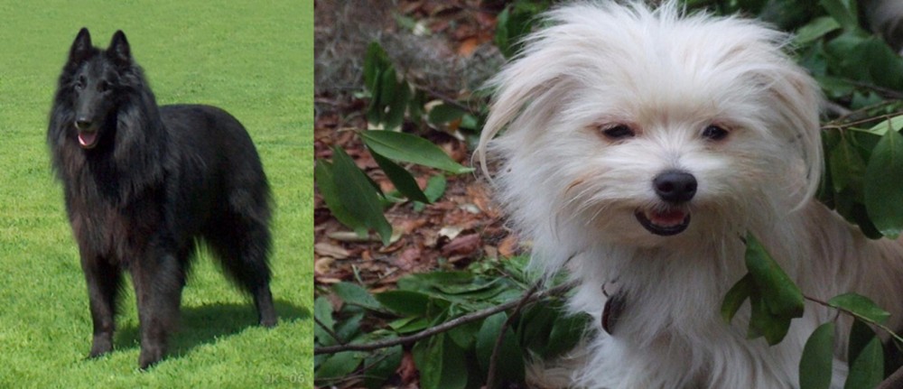 Malti-Pom vs Belgian Shepherd Dog (Groenendael) - Breed Comparison