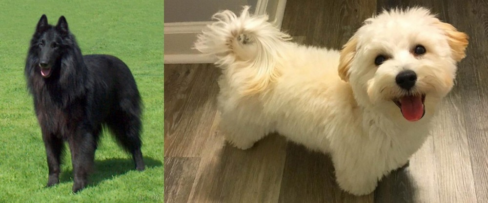 Maltipoo vs Belgian Shepherd Dog (Groenendael) - Breed Comparison