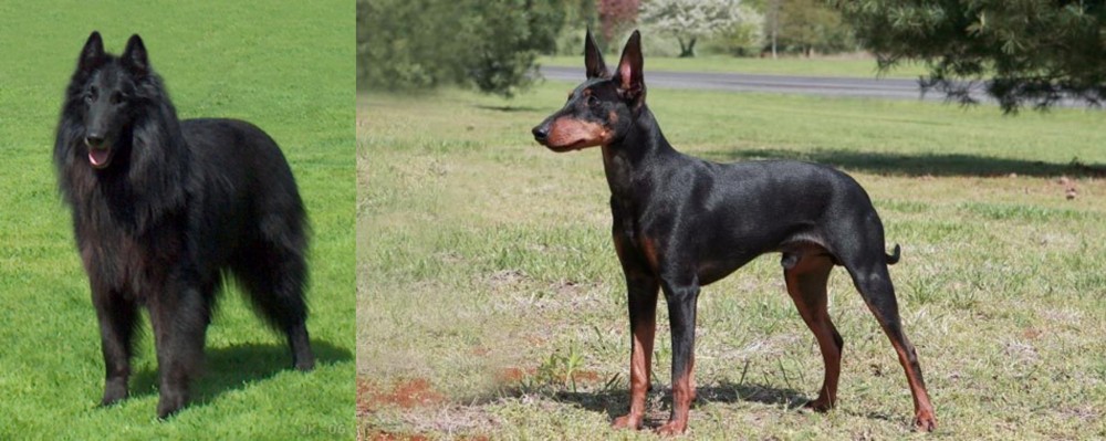 Manchester Terrier vs Belgian Shepherd Dog (Groenendael) - Breed Comparison