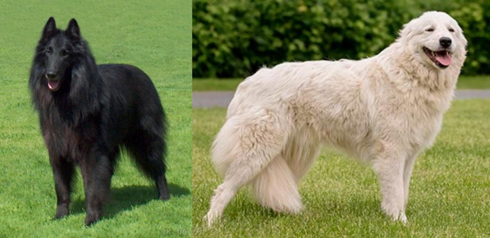 Maremma Sheepdog vs Belgian Shepherd Dog (Groenendael) - Breed Comparison