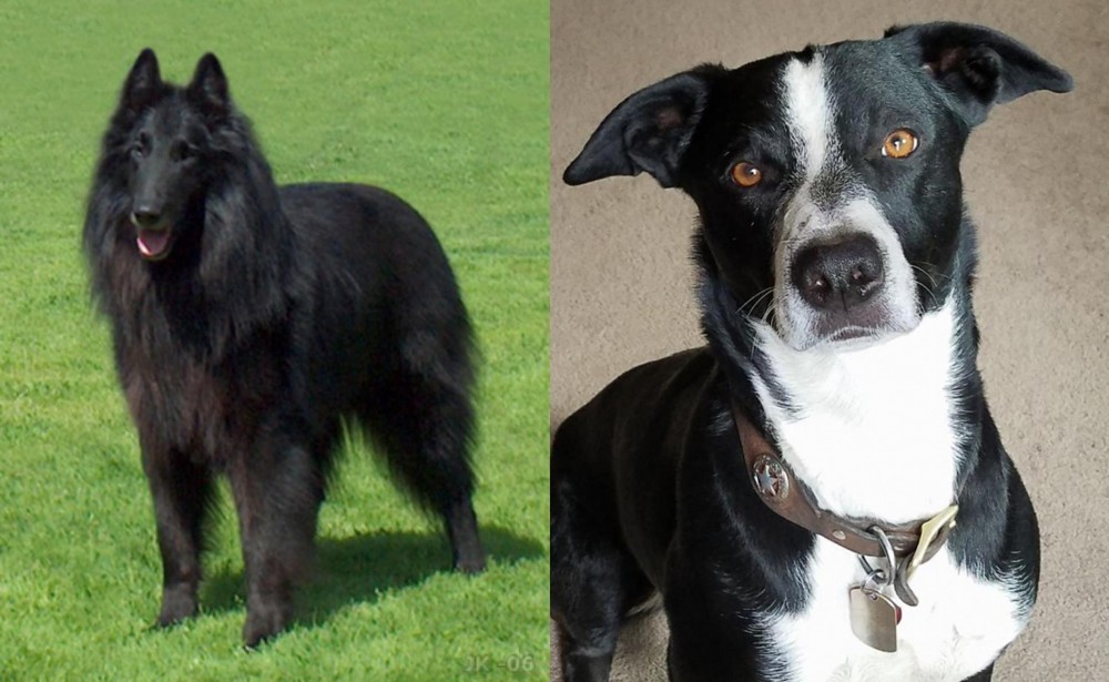 McNab vs Belgian Shepherd Dog (Groenendael) - Breed Comparison