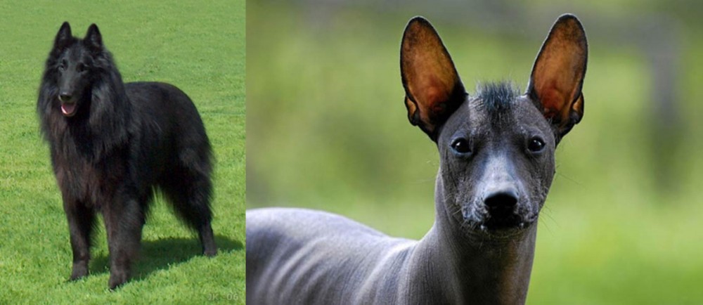 Mexican Hairless vs Belgian Shepherd Dog (Groenendael) - Breed Comparison