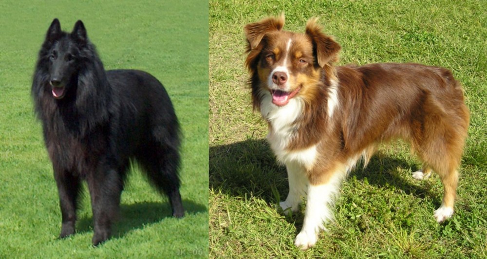 Miniature Australian Shepherd vs Belgian Shepherd Dog (Groenendael) - Breed Comparison
