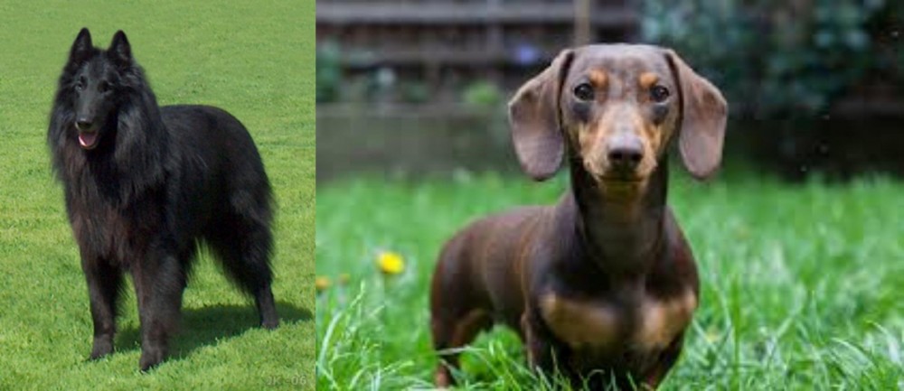 Miniature Dachshund vs Belgian Shepherd Dog (Groenendael) - Breed Comparison