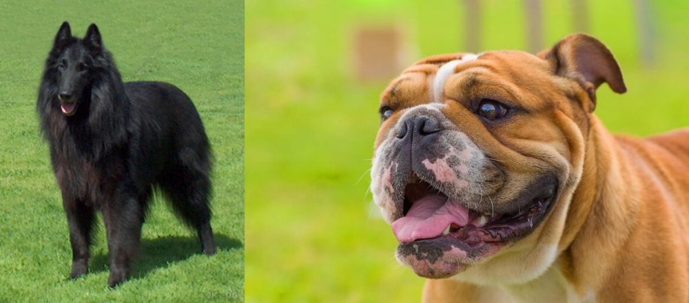 Miniature English Bulldog vs Belgian Shepherd Dog (Groenendael) - Breed Comparison