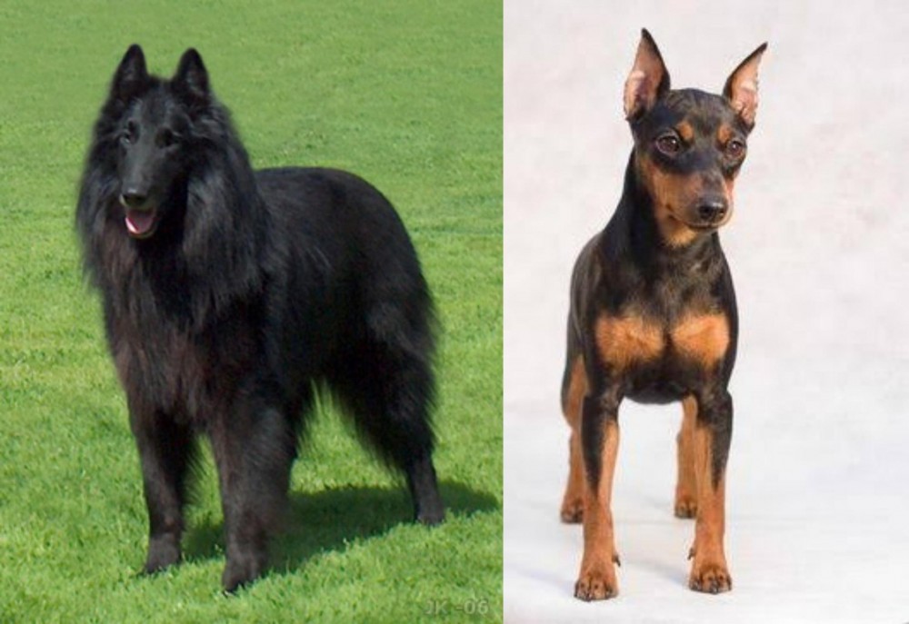 Miniature Pinscher vs Belgian Shepherd Dog (Groenendael) - Breed Comparison