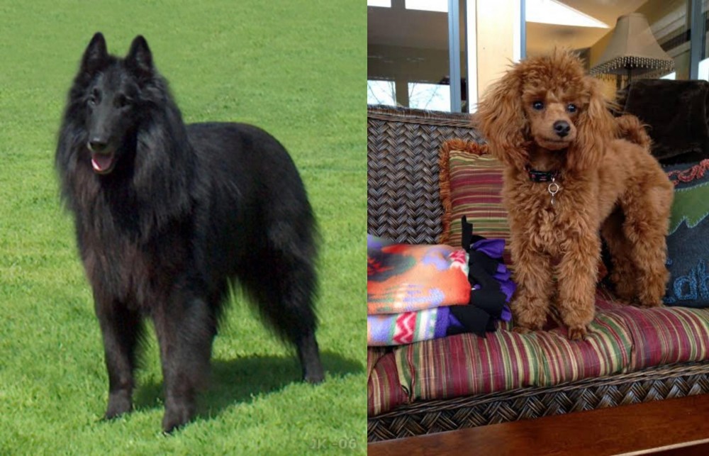 Miniature Poodle vs Belgian Shepherd Dog (Groenendael) - Breed Comparison
