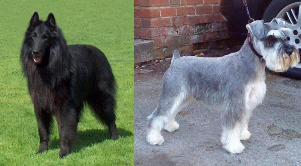 Miniature Schnauzer vs Belgian Shepherd Dog (Groenendael) - Breed Comparison
