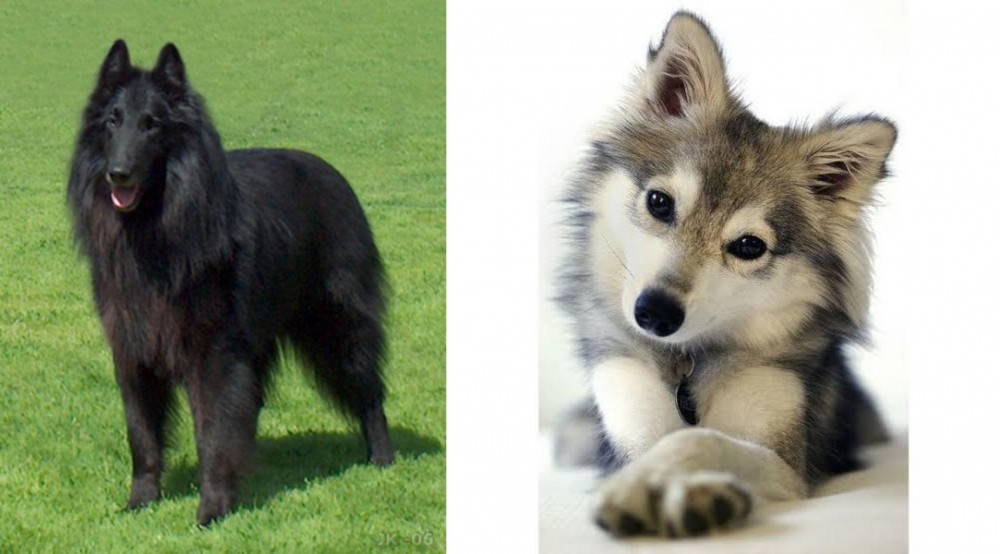 Miniature Siberian Husky vs Belgian Shepherd Dog (Groenendael) - Breed Comparison