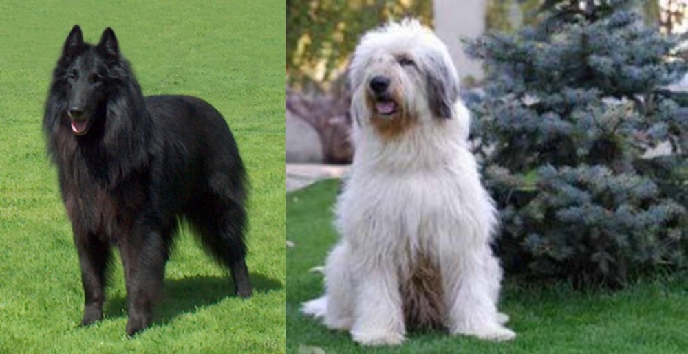 Mioritic Sheepdog vs Belgian Shepherd Dog (Groenendael) - Breed Comparison