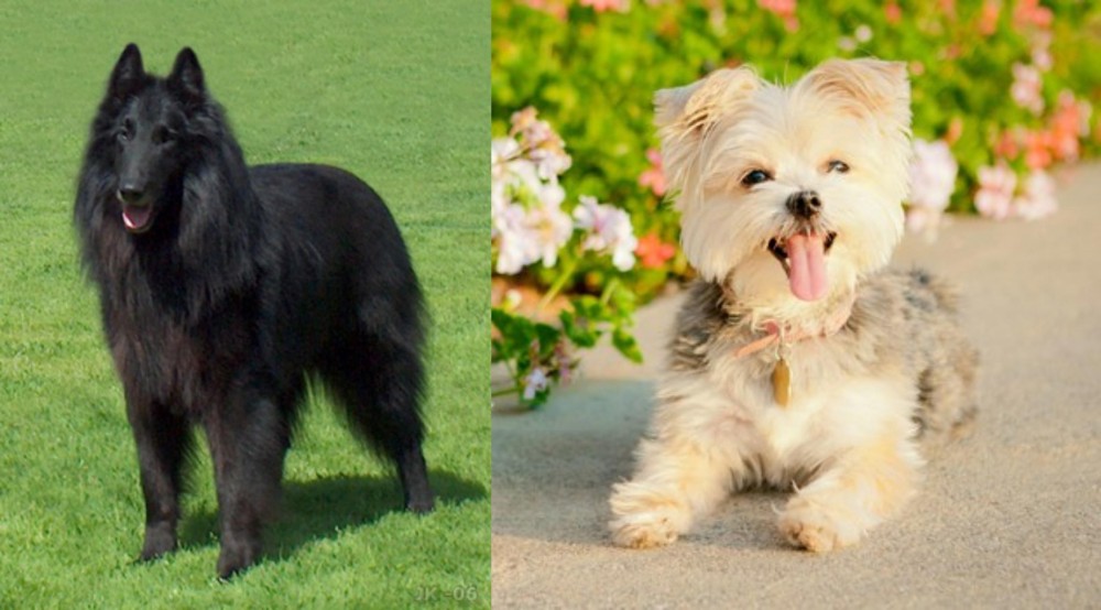 Morkie vs Belgian Shepherd Dog (Groenendael) - Breed Comparison