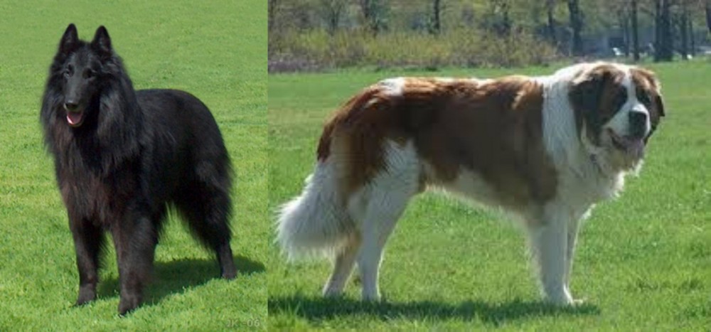 Moscow Watchdog vs Belgian Shepherd Dog (Groenendael) - Breed Comparison