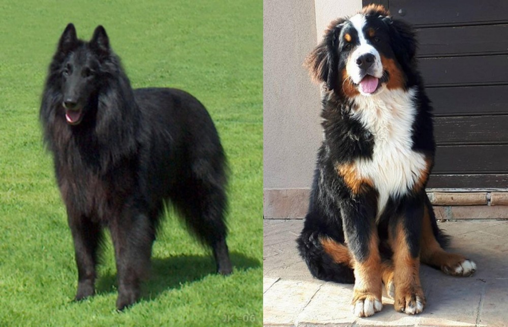 Mountain Burmese vs Belgian Shepherd Dog (Groenendael) - Breed Comparison