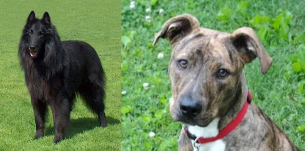Mountain Cur vs Belgian Shepherd Dog (Groenendael) - Breed Comparison