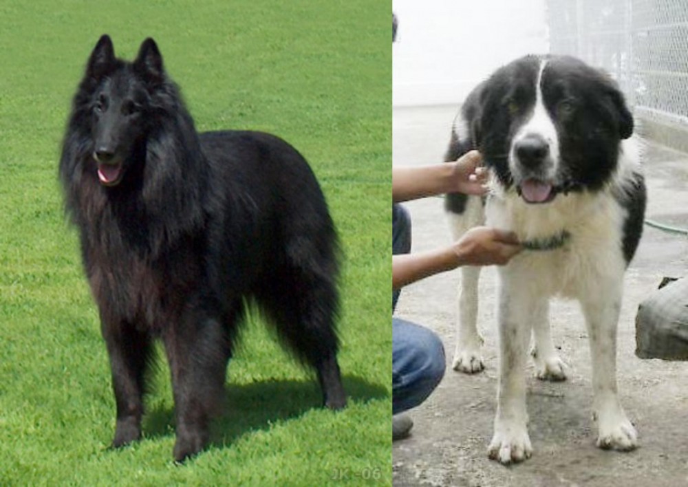 Mucuchies vs Belgian Shepherd Dog (Groenendael) - Breed Comparison