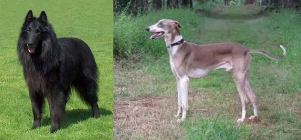 Mudhol Hound vs Belgian Shepherd Dog (Groenendael) - Breed Comparison