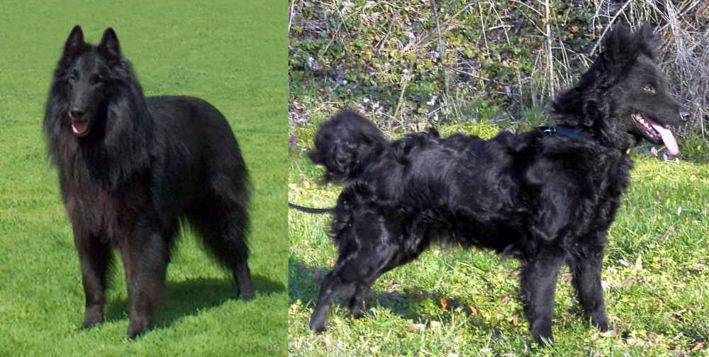 Mudi vs Belgian Shepherd Dog (Groenendael) - Breed Comparison