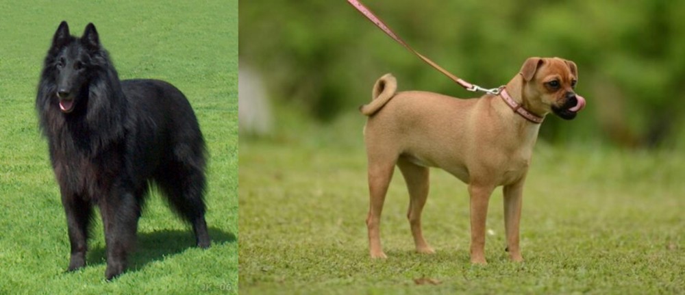 Muggin vs Belgian Shepherd Dog (Groenendael) - Breed Comparison