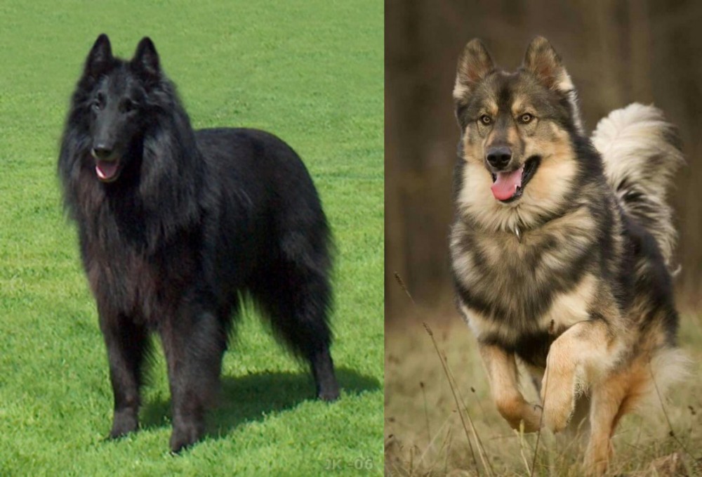Native American Indian Dog vs Belgian Shepherd Dog (Groenendael) - Breed Comparison