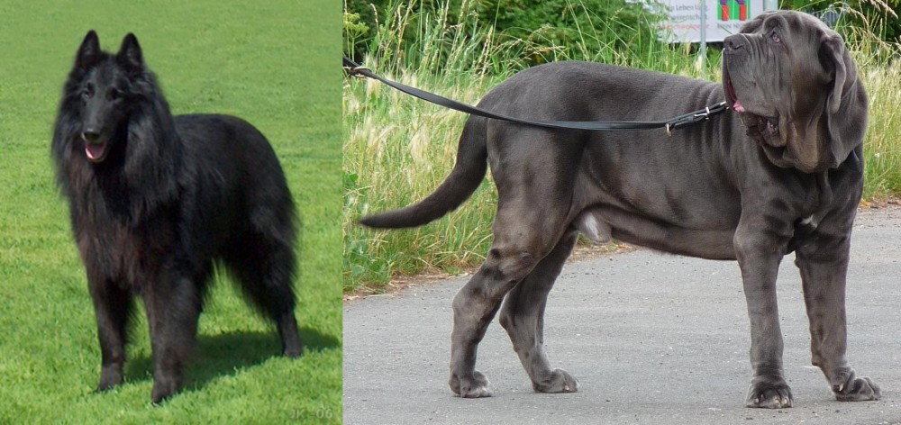 Neapolitan Mastiff vs Belgian Shepherd Dog (Groenendael) - Breed Comparison