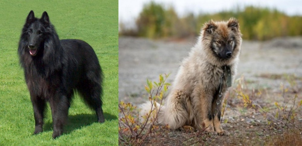 Nenets Herding Laika vs Belgian Shepherd Dog (Groenendael) - Breed Comparison