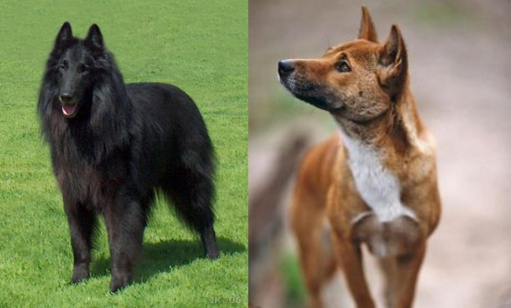 New Guinea Singing Dog vs Belgian Shepherd Dog (Groenendael) - Breed Comparison