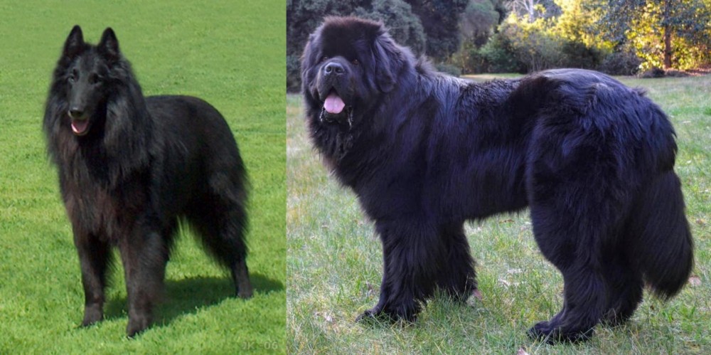 Newfoundland Dog vs Belgian Shepherd Dog (Groenendael) - Breed Comparison