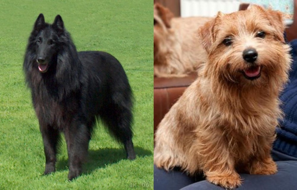 Norfolk Terrier vs Belgian Shepherd Dog (Groenendael) - Breed Comparison