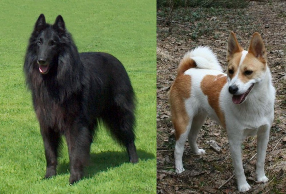 Norrbottenspets vs Belgian Shepherd Dog (Groenendael) - Breed Comparison