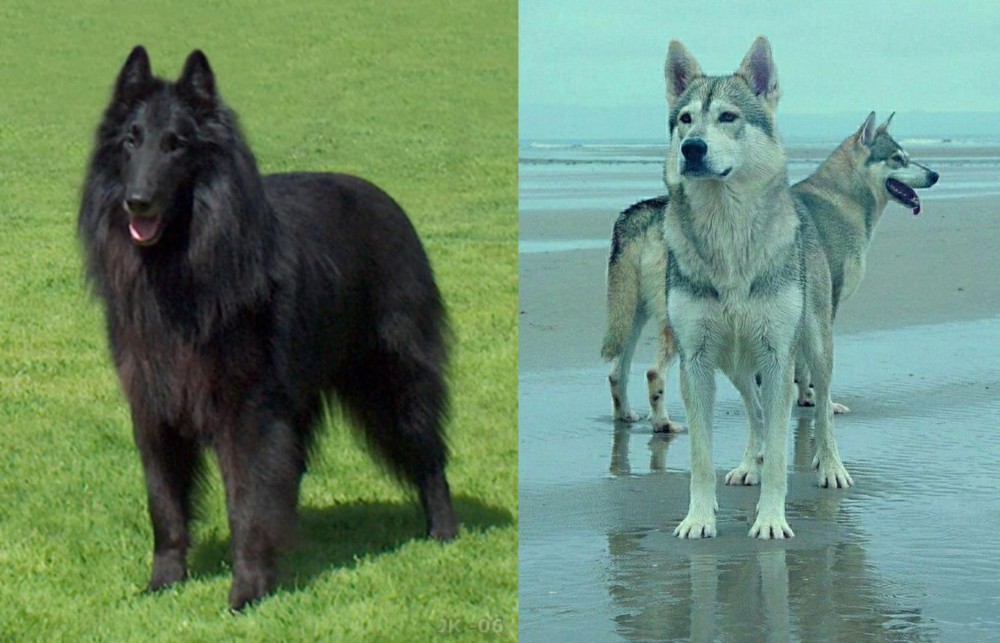 Northern Inuit Dog vs Belgian Shepherd Dog (Groenendael) - Breed Comparison