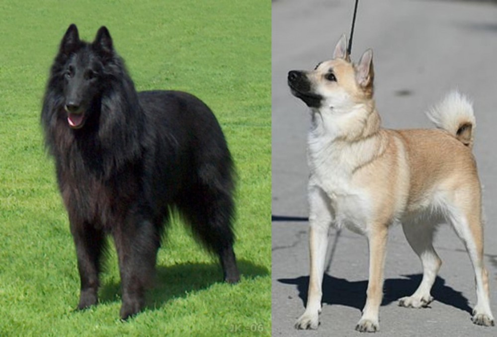 Norwegian Buhund vs Belgian Shepherd Dog (Groenendael) - Breed Comparison