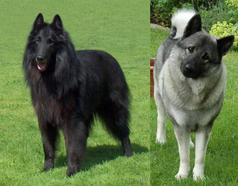 Norwegian Elkhound vs Belgian Shepherd Dog (Groenendael) - Breed Comparison