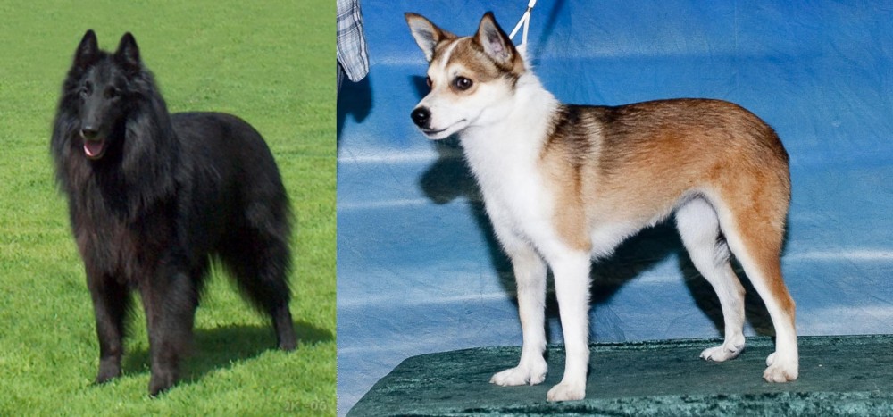 Norwegian Lundehund vs Belgian Shepherd Dog (Groenendael) - Breed Comparison