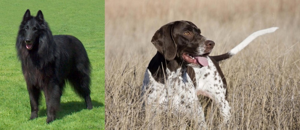 Old Danish Pointer vs Belgian Shepherd Dog (Groenendael) - Breed Comparison