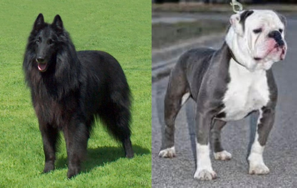 Old English Bulldog vs Belgian Shepherd Dog (Groenendael) - Breed Comparison