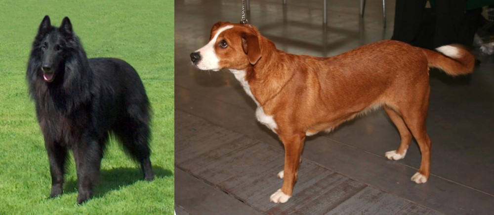 Osterreichischer Kurzhaariger Pinscher vs Belgian Shepherd Dog (Groenendael) - Breed Comparison