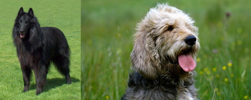 Otterhound vs Belgian Shepherd Dog (Groenendael) - Breed Comparison