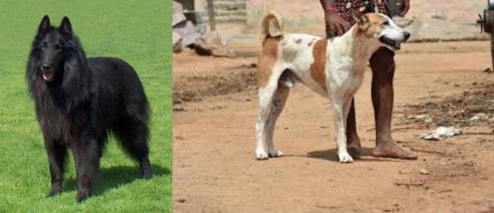 Pandikona vs Belgian Shepherd Dog (Groenendael) - Breed Comparison
