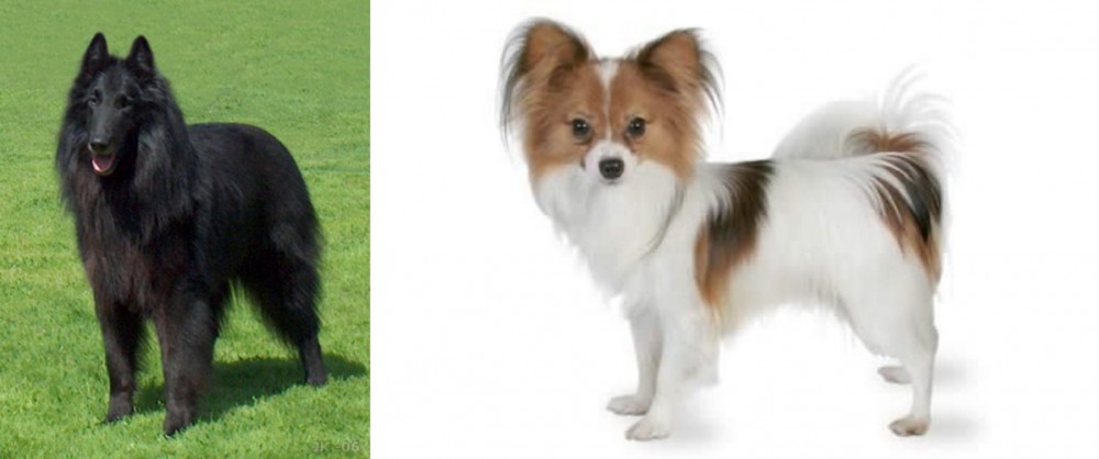 Papillon vs Belgian Shepherd Dog (Groenendael) - Breed Comparison