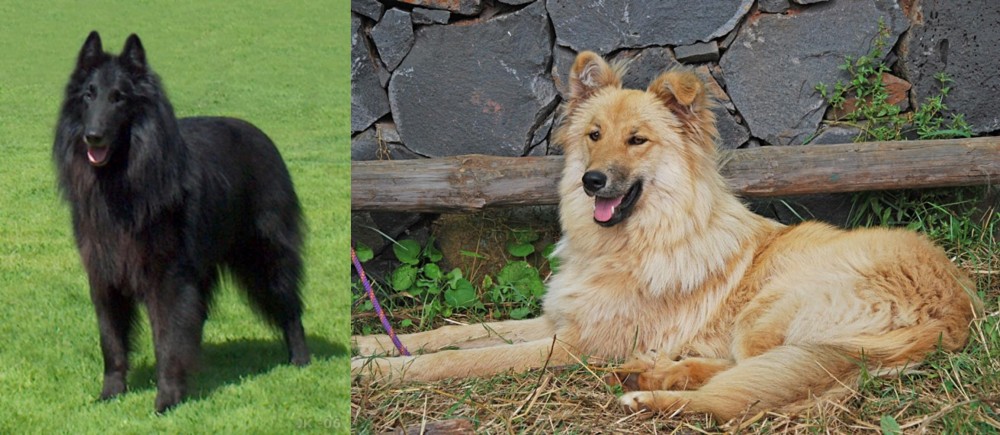 Pastor Garafiano vs Belgian Shepherd Dog (Groenendael) - Breed Comparison