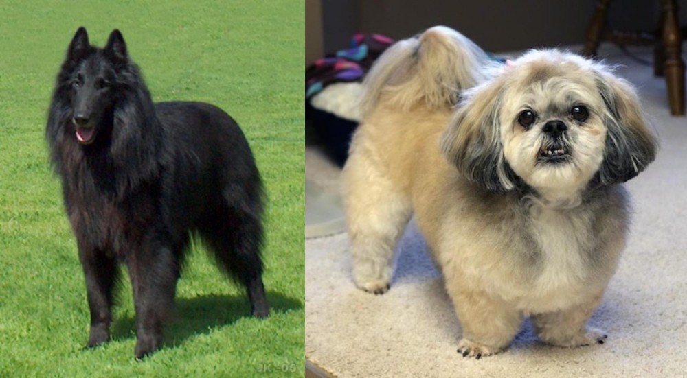 PekePoo vs Belgian Shepherd Dog (Groenendael) - Breed Comparison