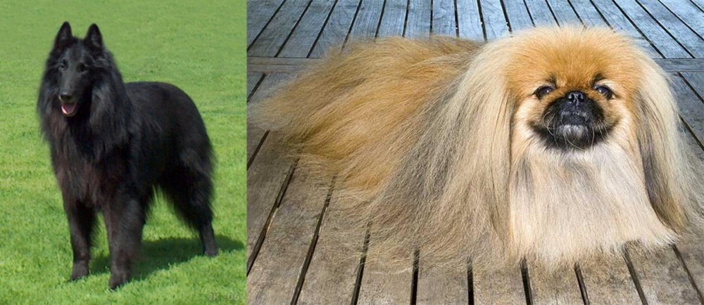Pekingese vs Belgian Shepherd Dog (Groenendael) - Breed Comparison