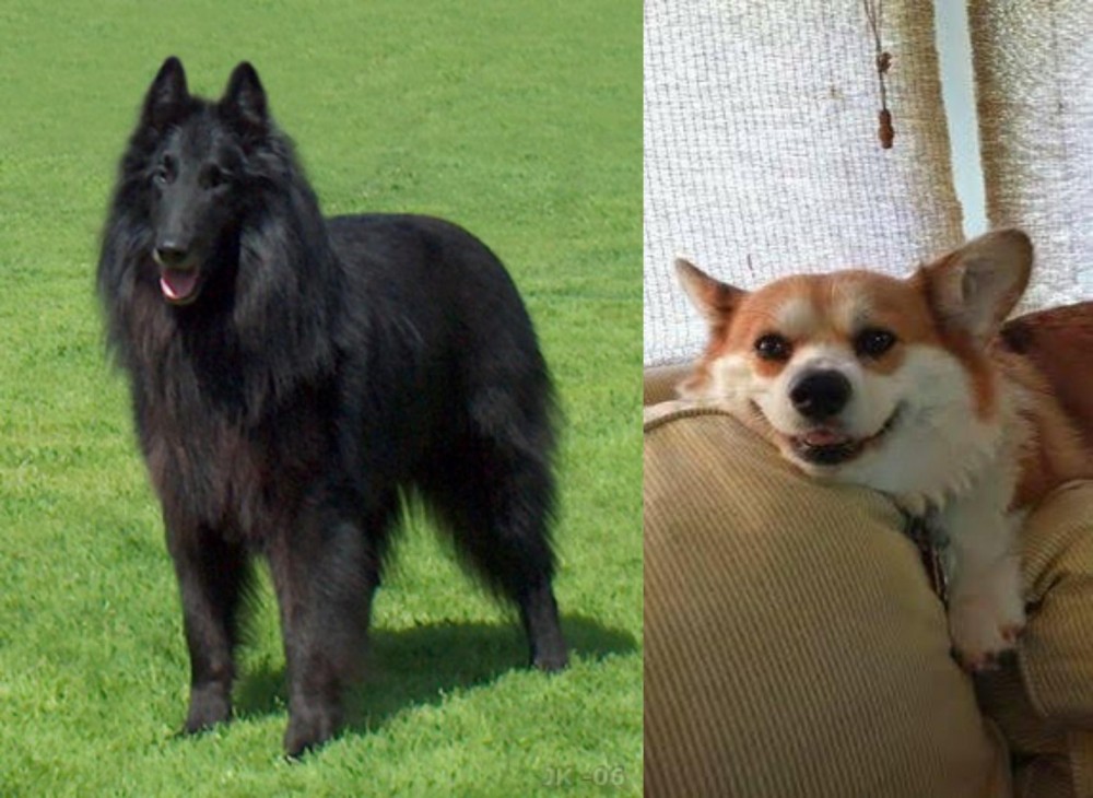 Pembroke Welsh Corgi vs Belgian Shepherd Dog (Groenendael) - Breed Comparison