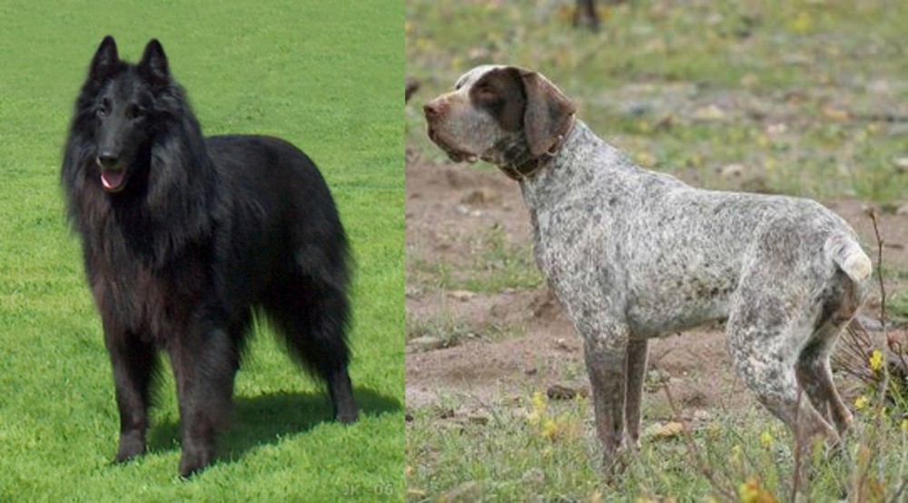Perdiguero de Burgos vs Belgian Shepherd Dog (Groenendael) - Breed Comparison